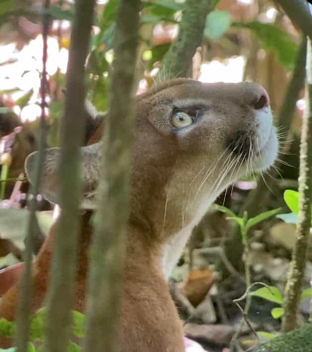 Möte med Puma i Costa Rica
