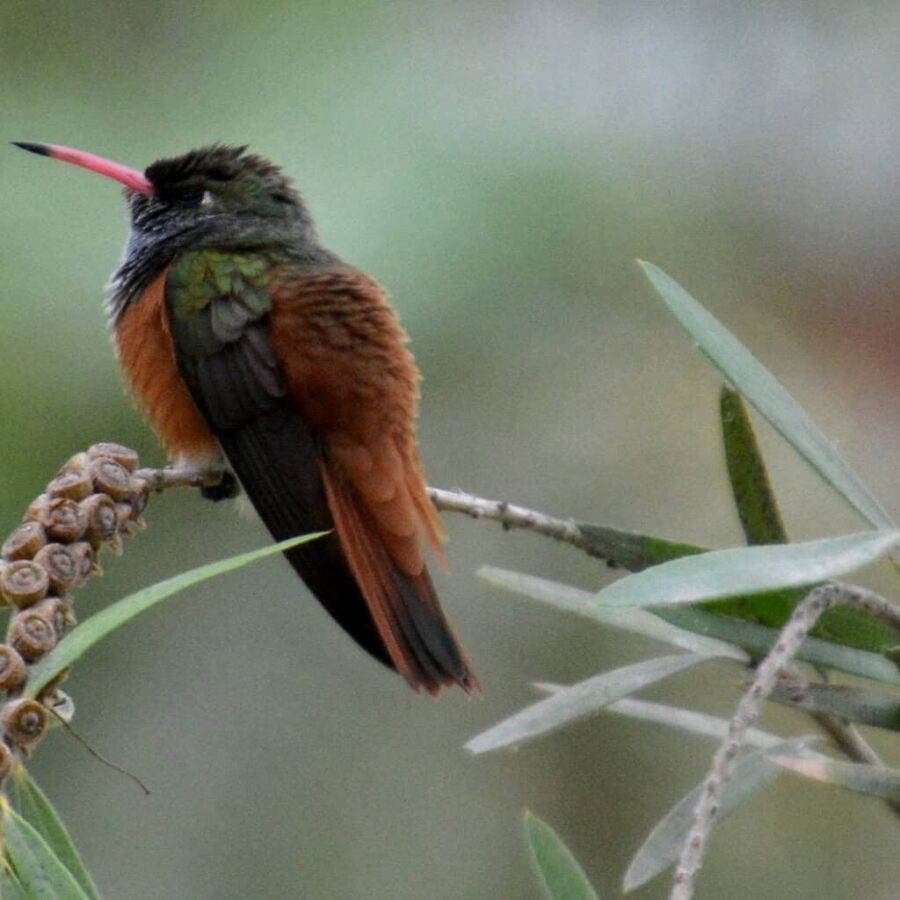 Amazilia smaragd, en kolibri Ica, Peru