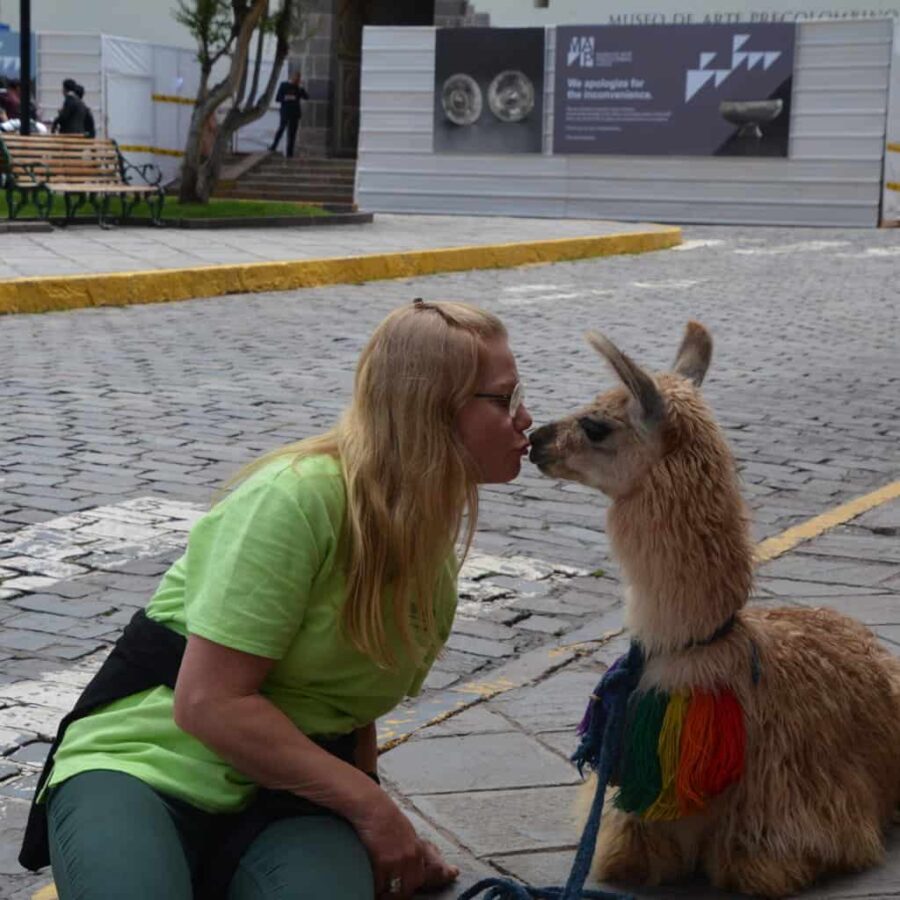 Lamapuss i Cusco, Peru