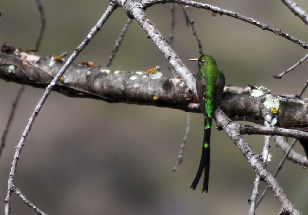 Grönstjärtad släpkolibri (greentailed-trainbearer), Peru