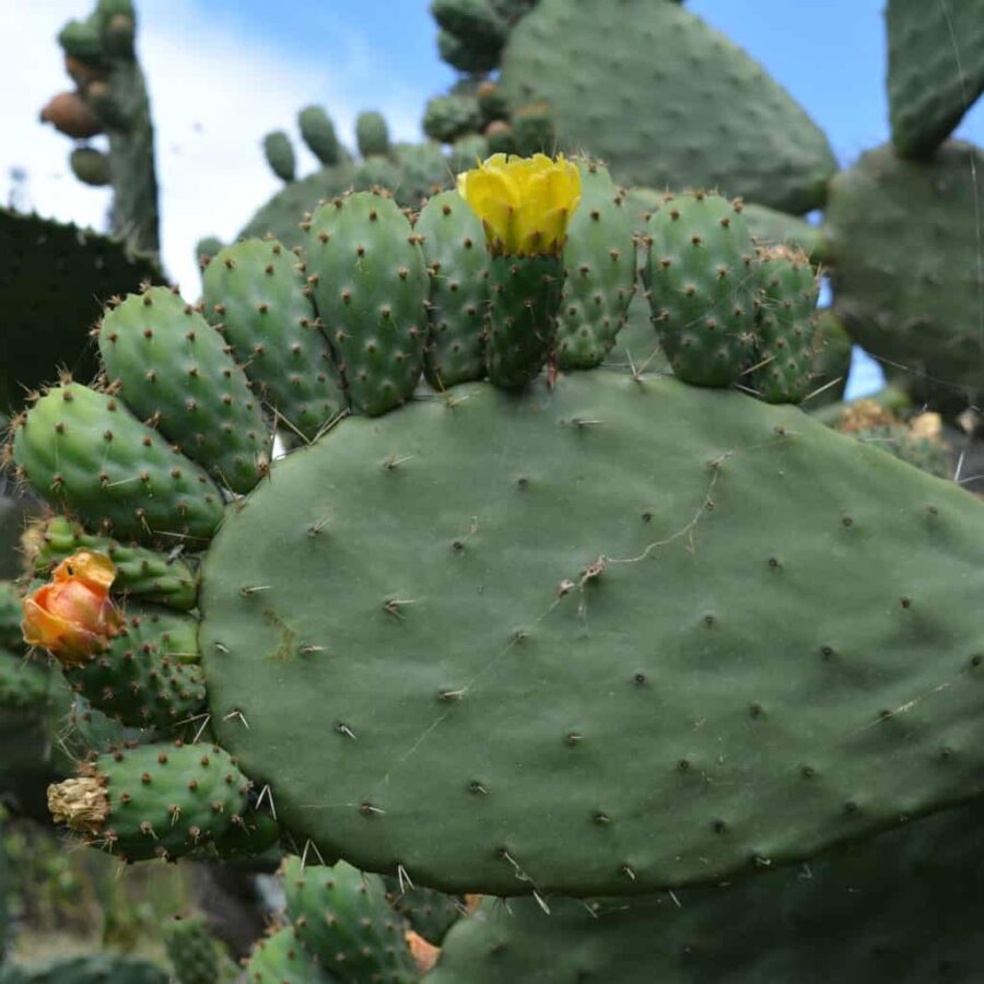 Kaktusfrukt Peru