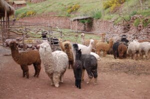 Lamor, Lamadjur - alpackor, Peru