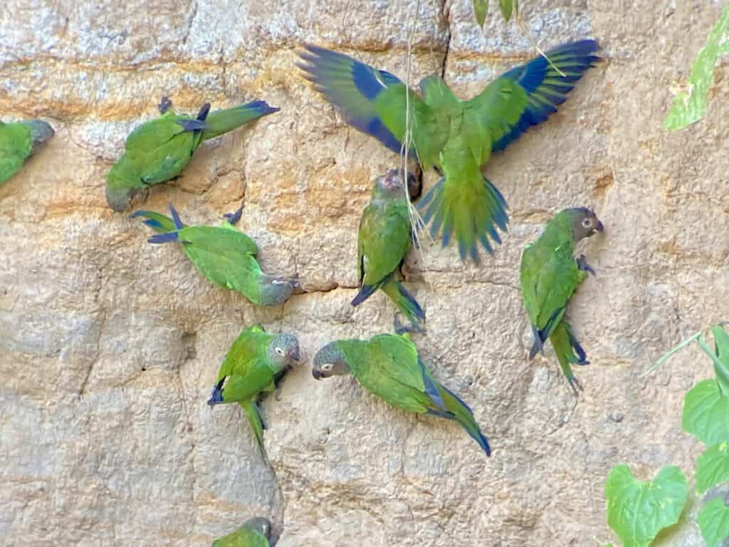 Lerslick med dusky headed parakeet Puerto Maldonado