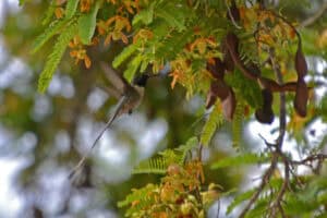 Peruvian sheartail, långstjärtad skogsjuvel-vid kusten Peru