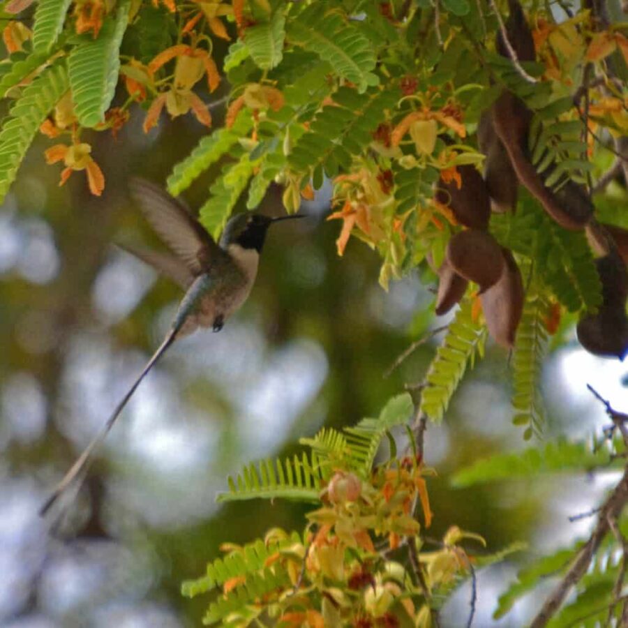 Peruvian sheartail, långstjärtad skogsjuvel-vid kusten Peru