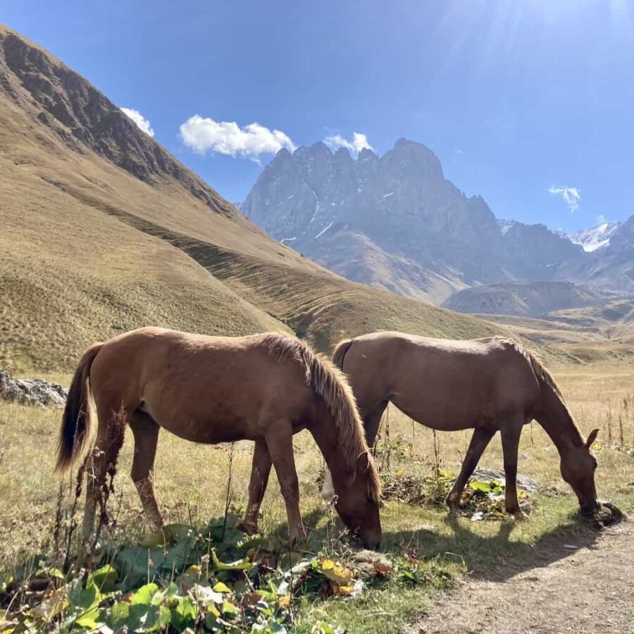 Georgia walking in Caucasus horses