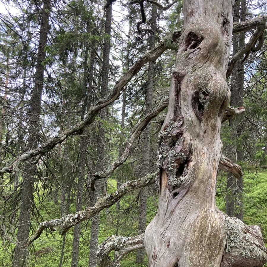 Höga kusten walk Skuleskogen national park