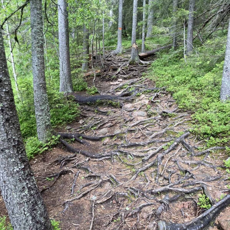 Höga kusten walk Skuleskogen national park