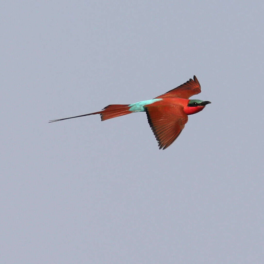 Namibia carmine bee eater