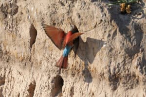 Namibia carmine bee eater