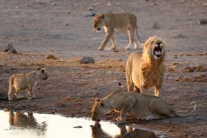 Namibia etoscha lion