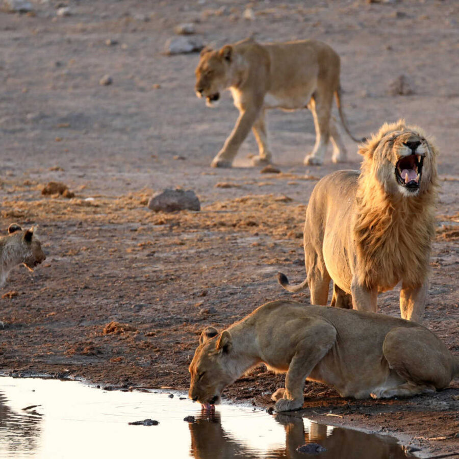 Namibia etosha lion