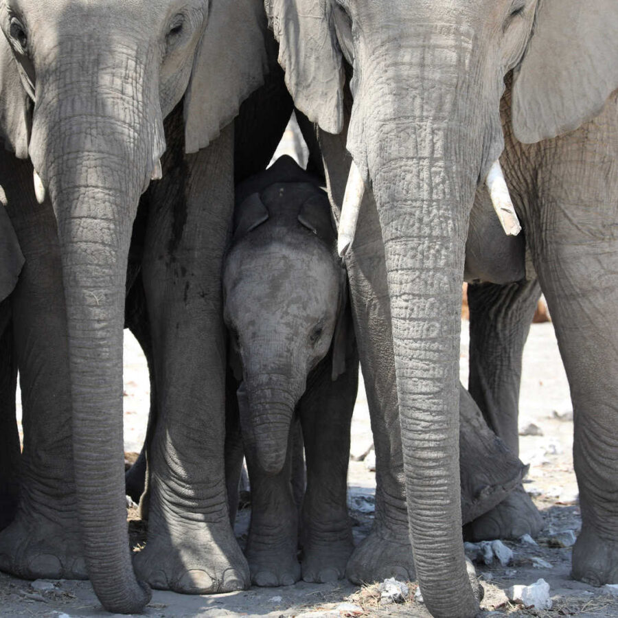 Namibia etosha elephants