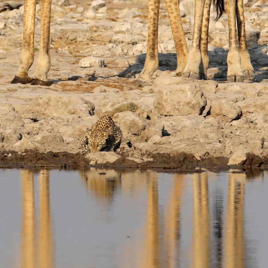 Namibia etosha leopard