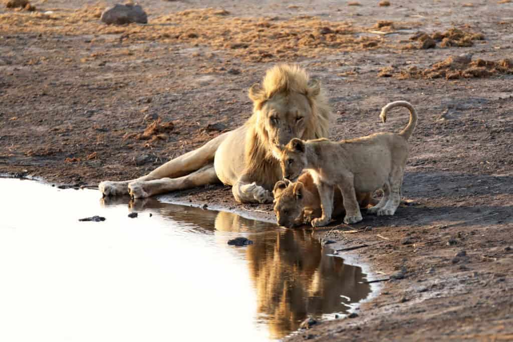 Namibia etosha lion