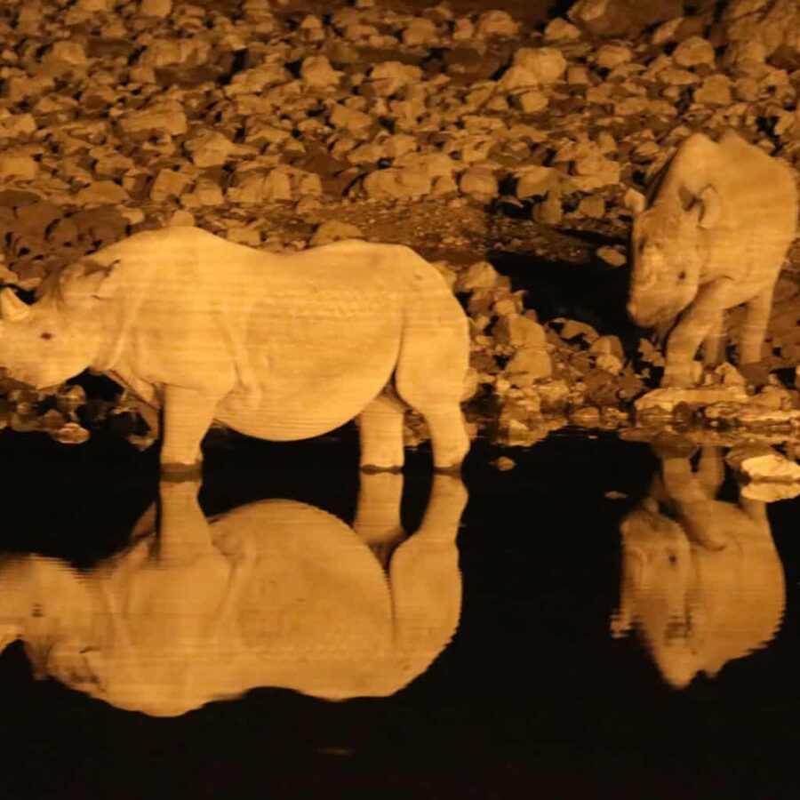 Namibia etosha rhino