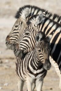 Namibia etosha zebra