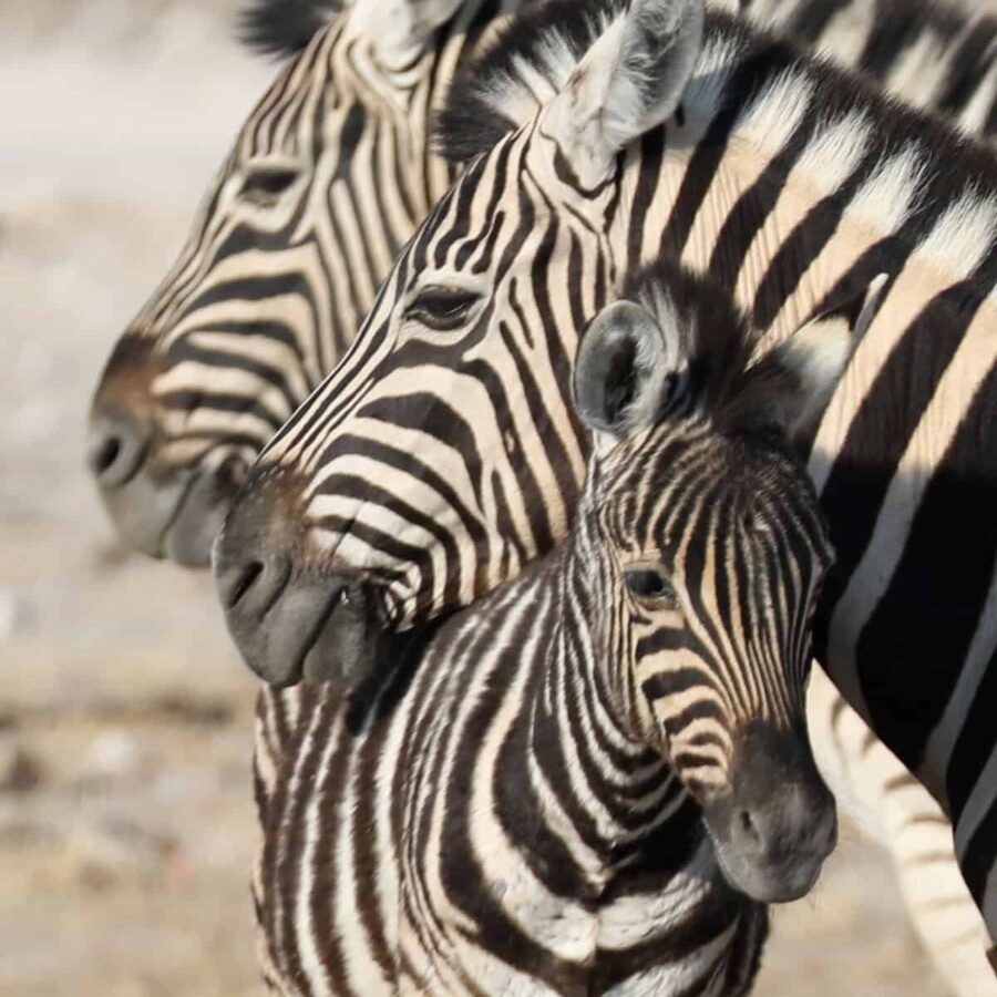 Namibia etosha zebra