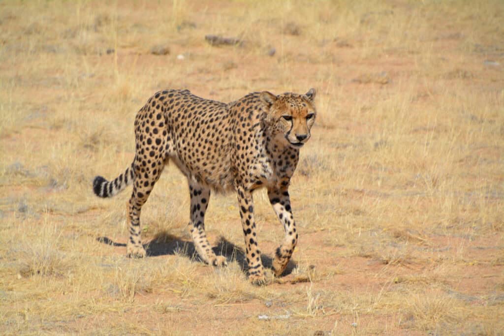 Namibia gepard