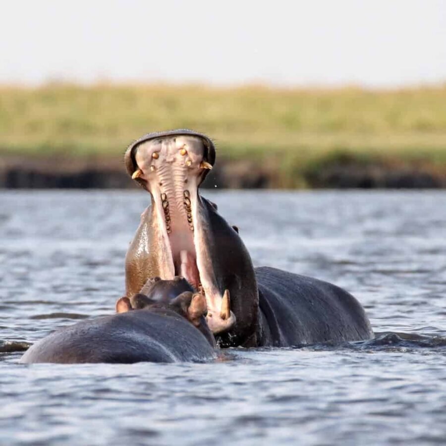 Namibia hippos