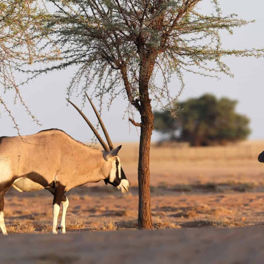 Namibia oryx ostrich