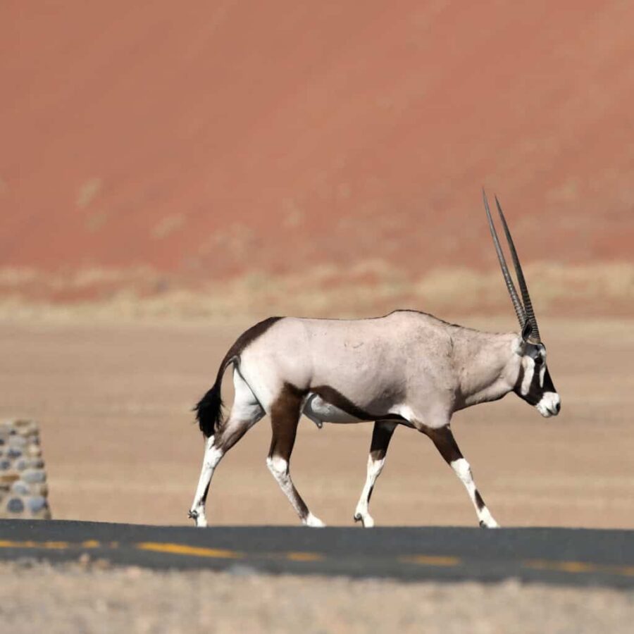 Namibia oryx