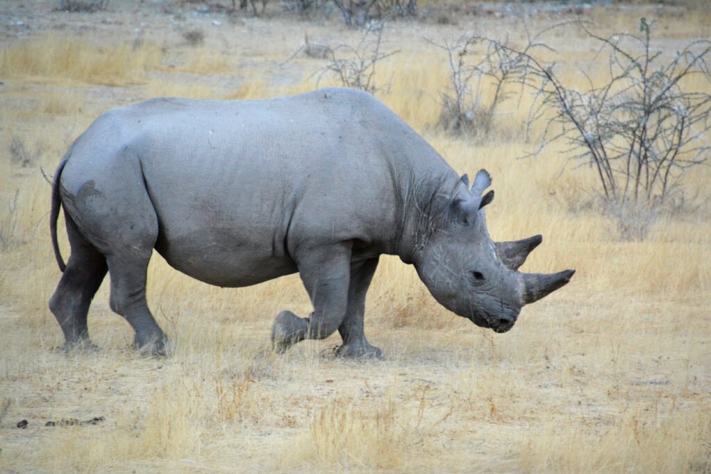 Namibia rhino