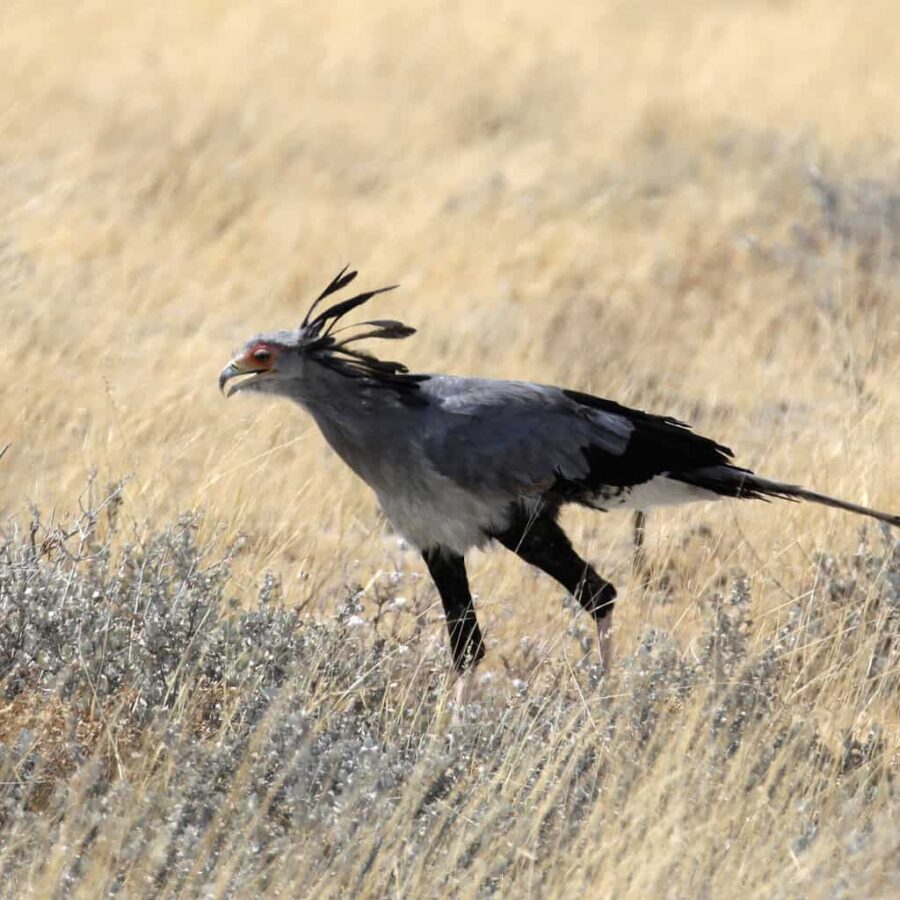 Namibia secretary bird