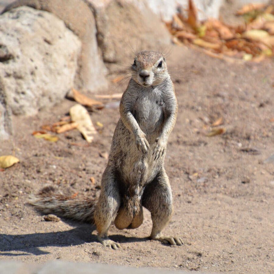 Namibia squirrel