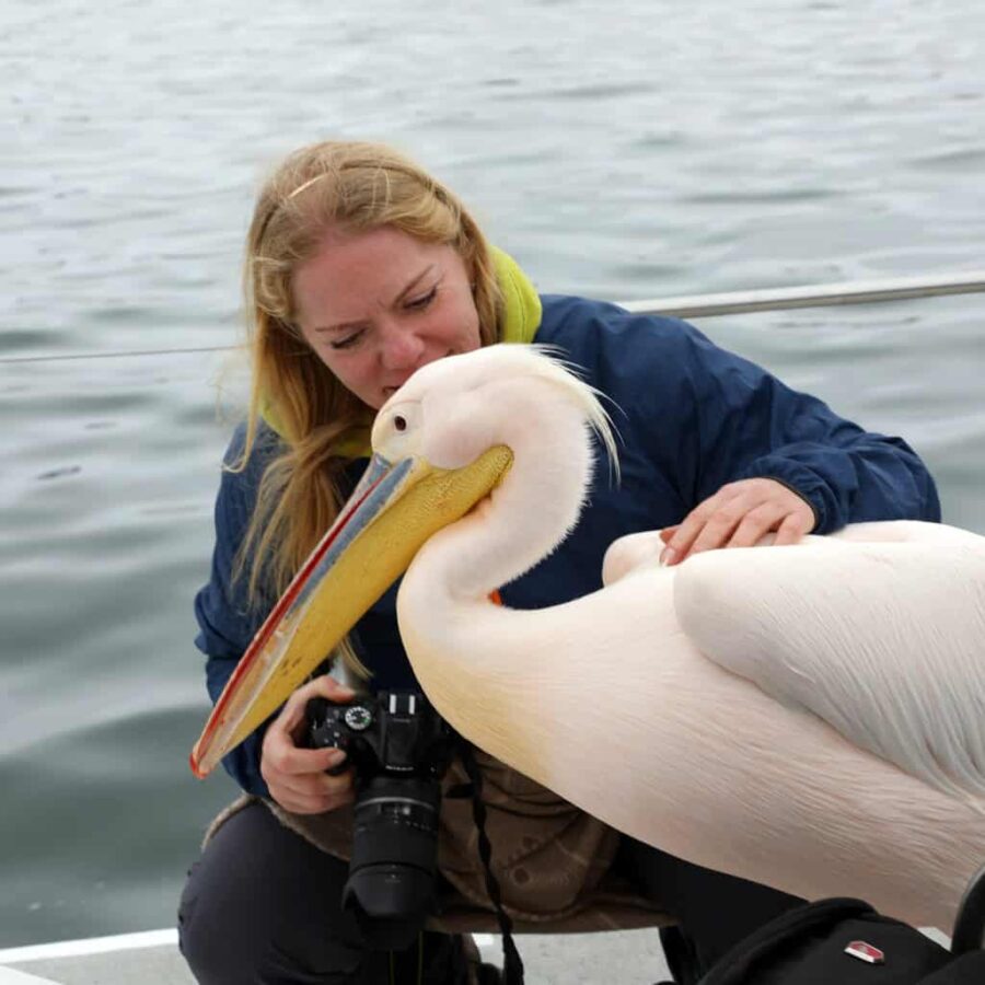 Namibia white pelican