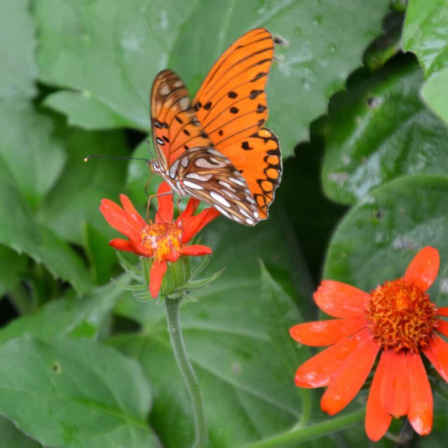 Argentina agraulis vanillae