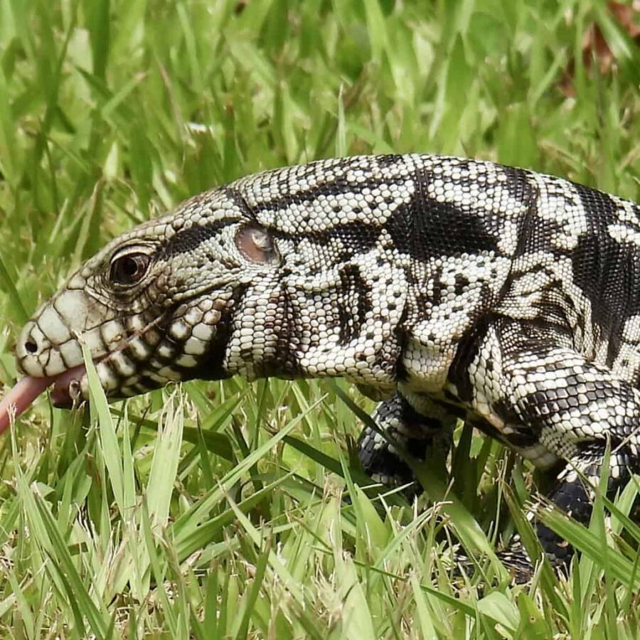 Argentina black and white tegu