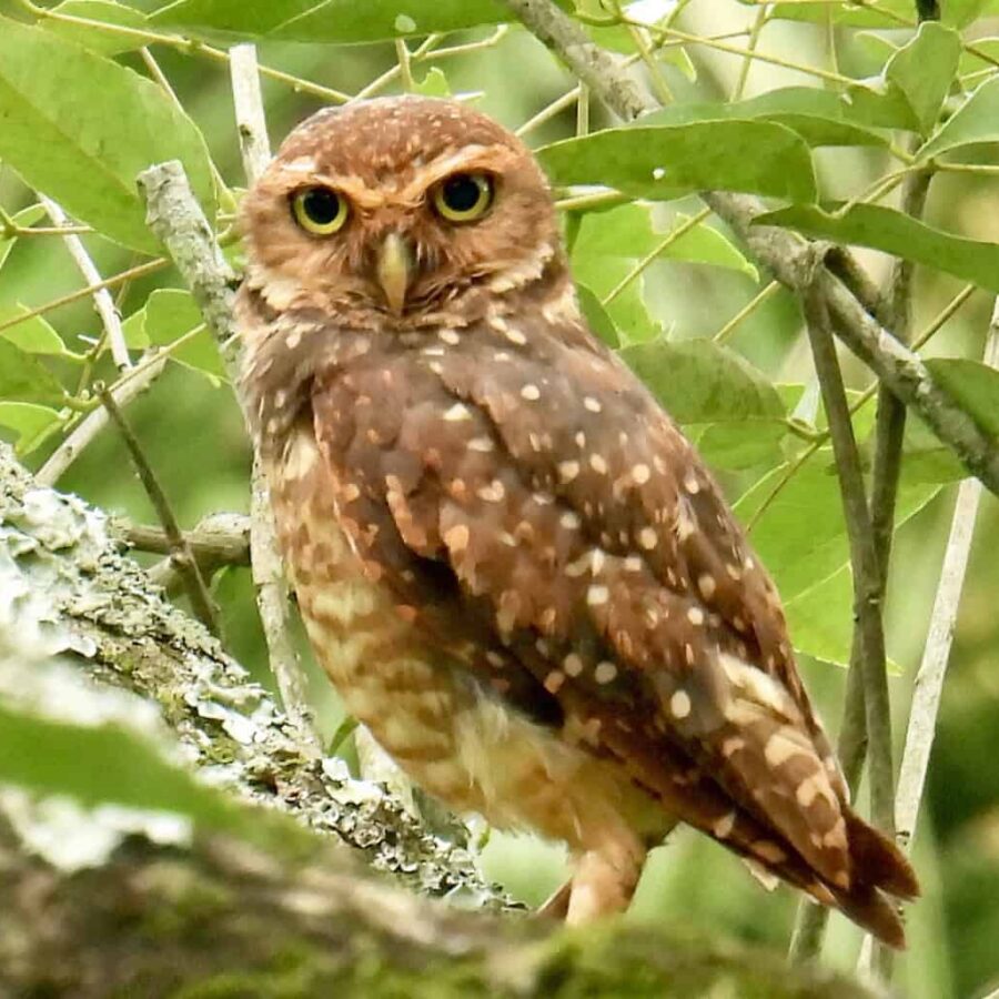 Argentina burrowing owl