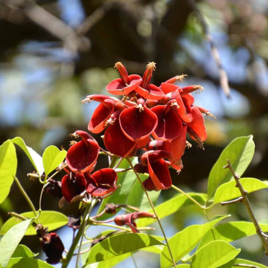 Argentina nationalflower ceibo coral tree