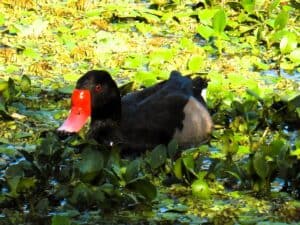 Argentina rosy billed pochard