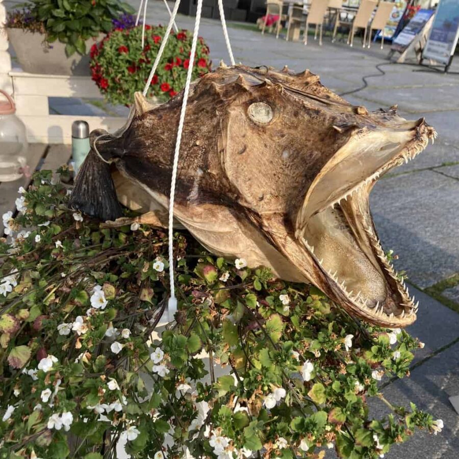 Dried fish, Lofoten