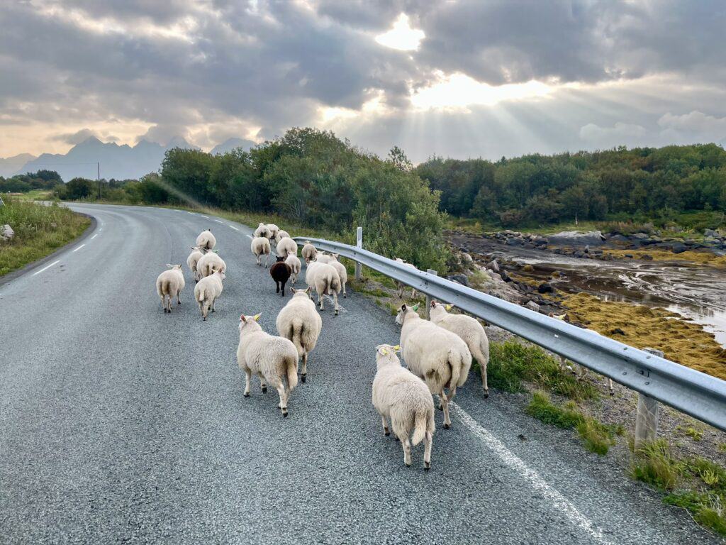 Får på vägen Lofoten