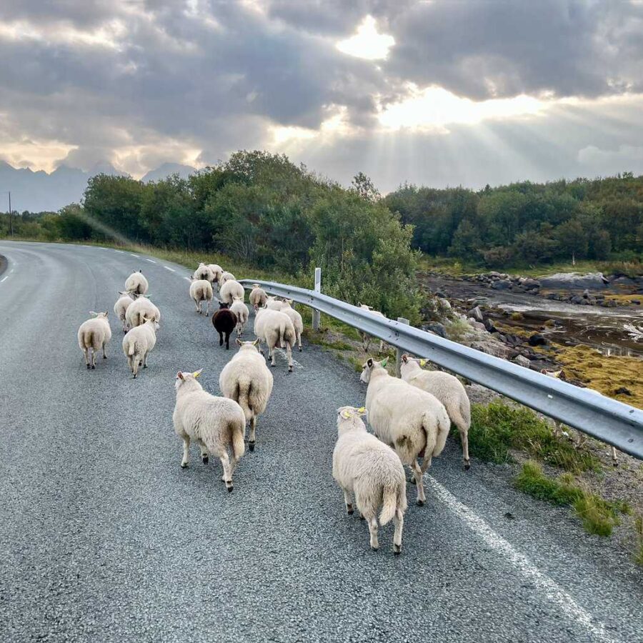 Sheep. Lofoten