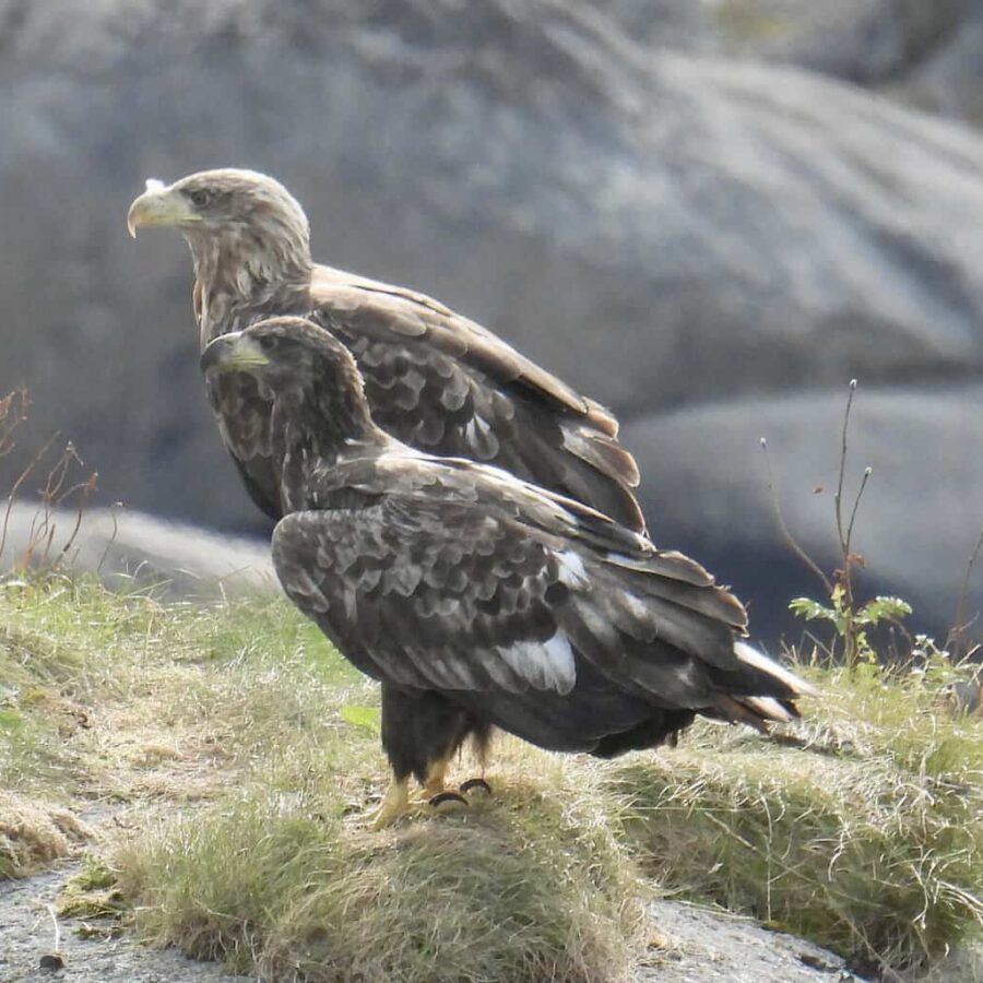 White tailed eagle, Lofoten