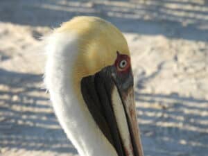 Belize Caye Caulker-Brown pelican