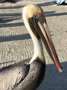 Belize Caye Caulker-Brown pelican