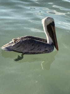 Belize Caye Caulker-Brown pelican