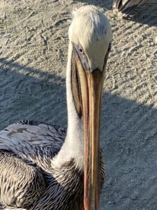 Belize Caye Caulker-Brown pelican