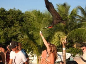 Belize Caye Caulker-Fregatte bird