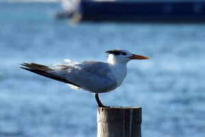 Belize Caye Caulker-Royal tern