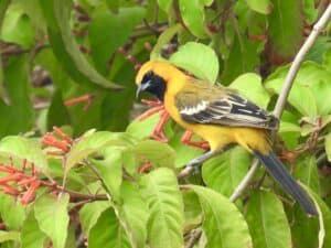 Belize Caye Caulker-Streaked backed oriole