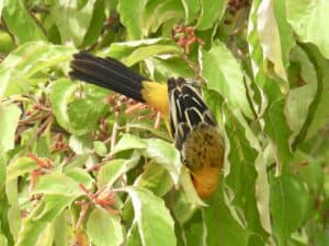 Belize Caye Caulker-Streaked backed oriole