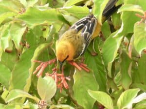 Belize Caye Caulker-Streaked backed oriole