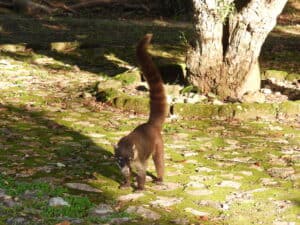 Guatemala coati