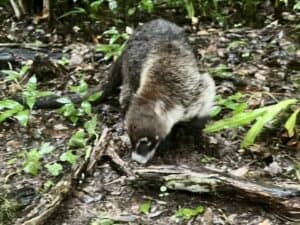 Guatemala coati